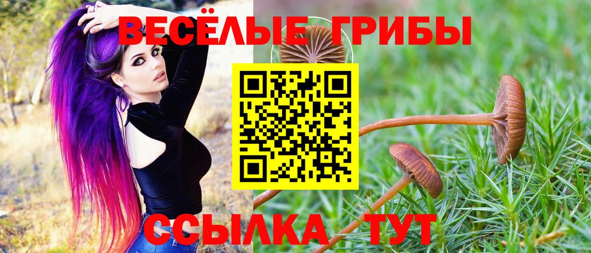 Черкесск  магазин    Вход с VPN  Псилоцибиновые грибы Psilocybe 